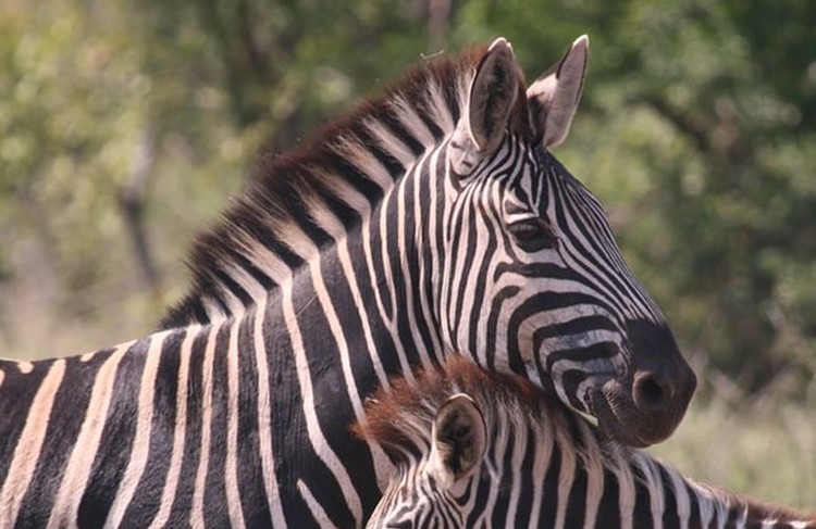 photo of Best of Southern Tanzania Drive-in Safari